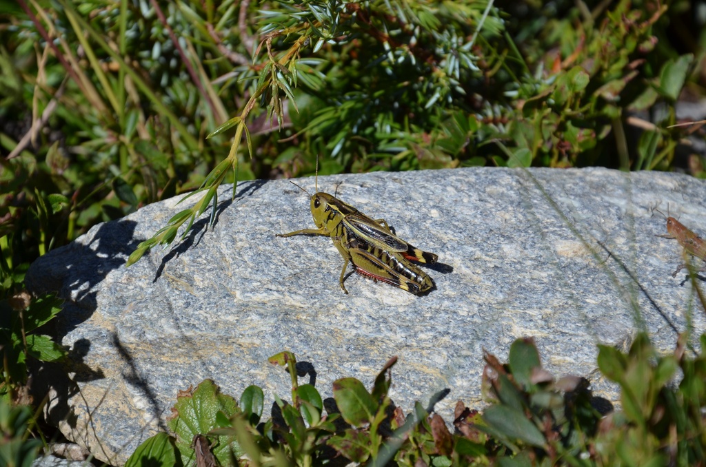 2015-07 Savoie/Orgère/DSC_0266.JPG
